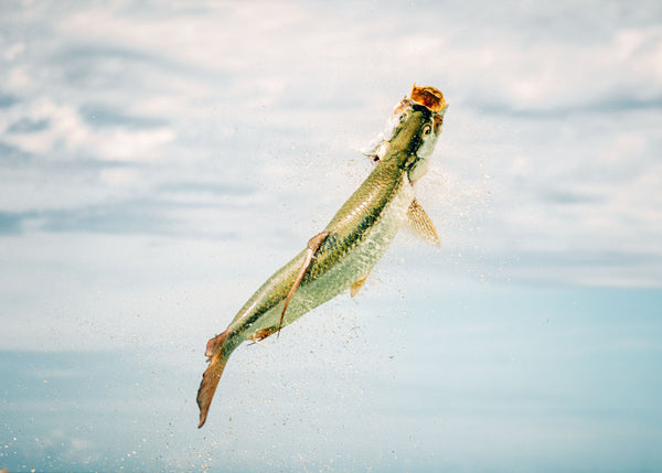 Tarpon jumping out of the water