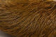 Deer Belly Hair - All Colors