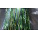 Flashabou Ocean Green