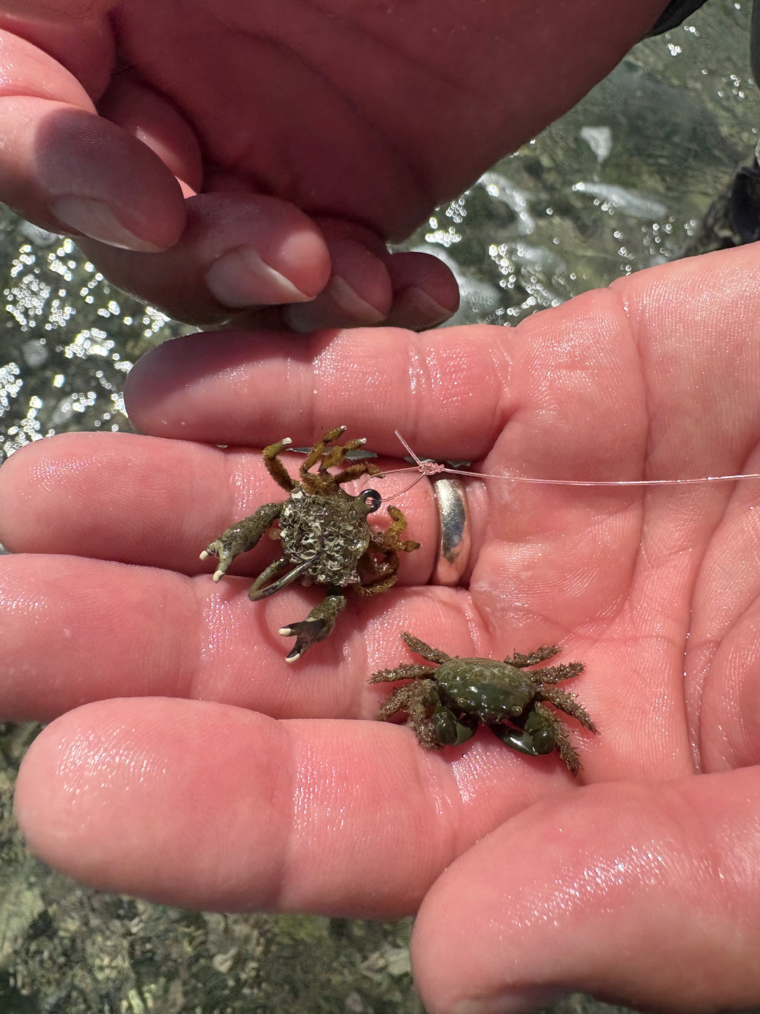 Puerto Rico Permit Flies