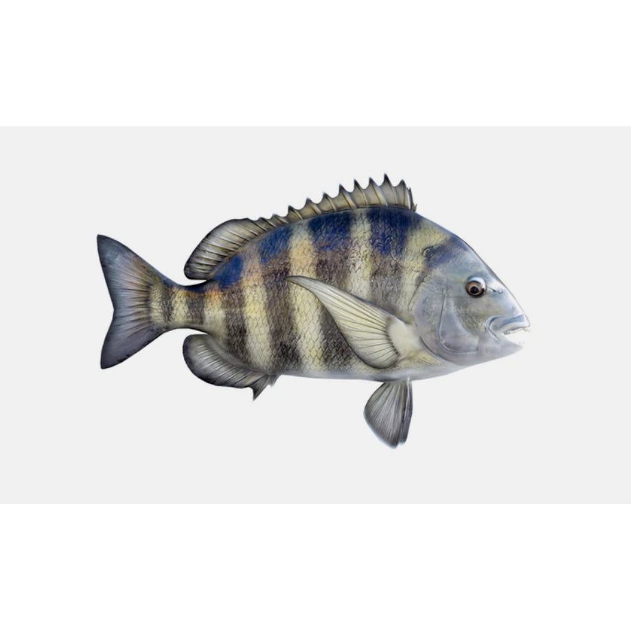 Kings Sailfish Sheepshead Mount