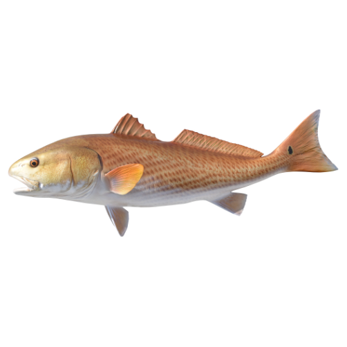 Redfish mount with golden-bronze head and faint vertical striping on flank
