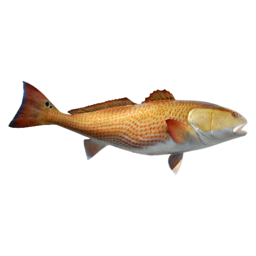 Tail detail of Redfish mount showing broad fin with dark rim and black spots