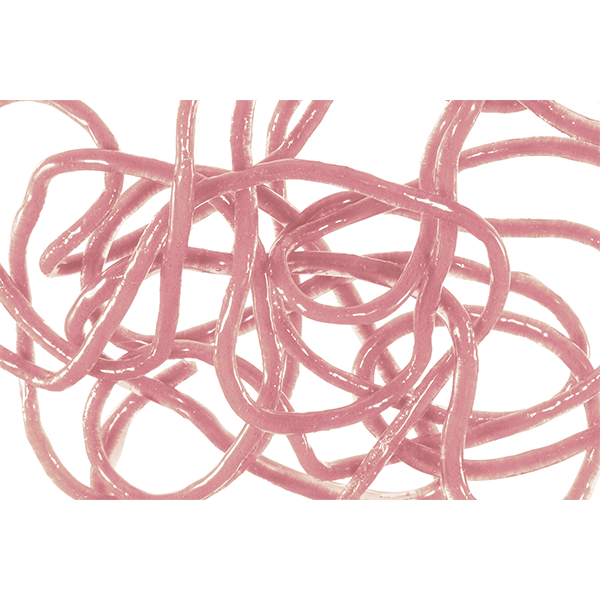 Pale pink flexible tube fly tying material