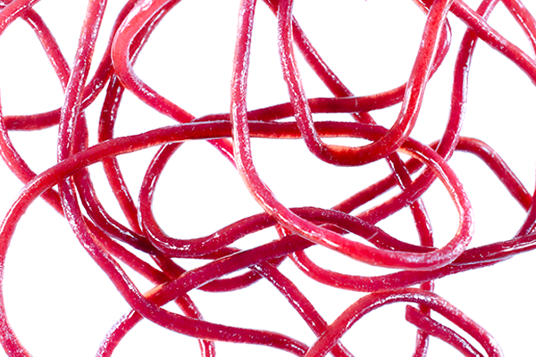Deep magenta translucent tubular fly tying material