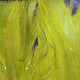 Macro view of vibrant chartreuse UV2 Strung Schlappen fly tying feathers