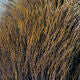Deer Belly Hair - All Colors