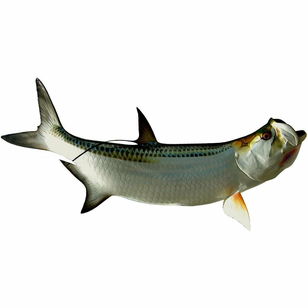 King sailfish Tarpon Mount