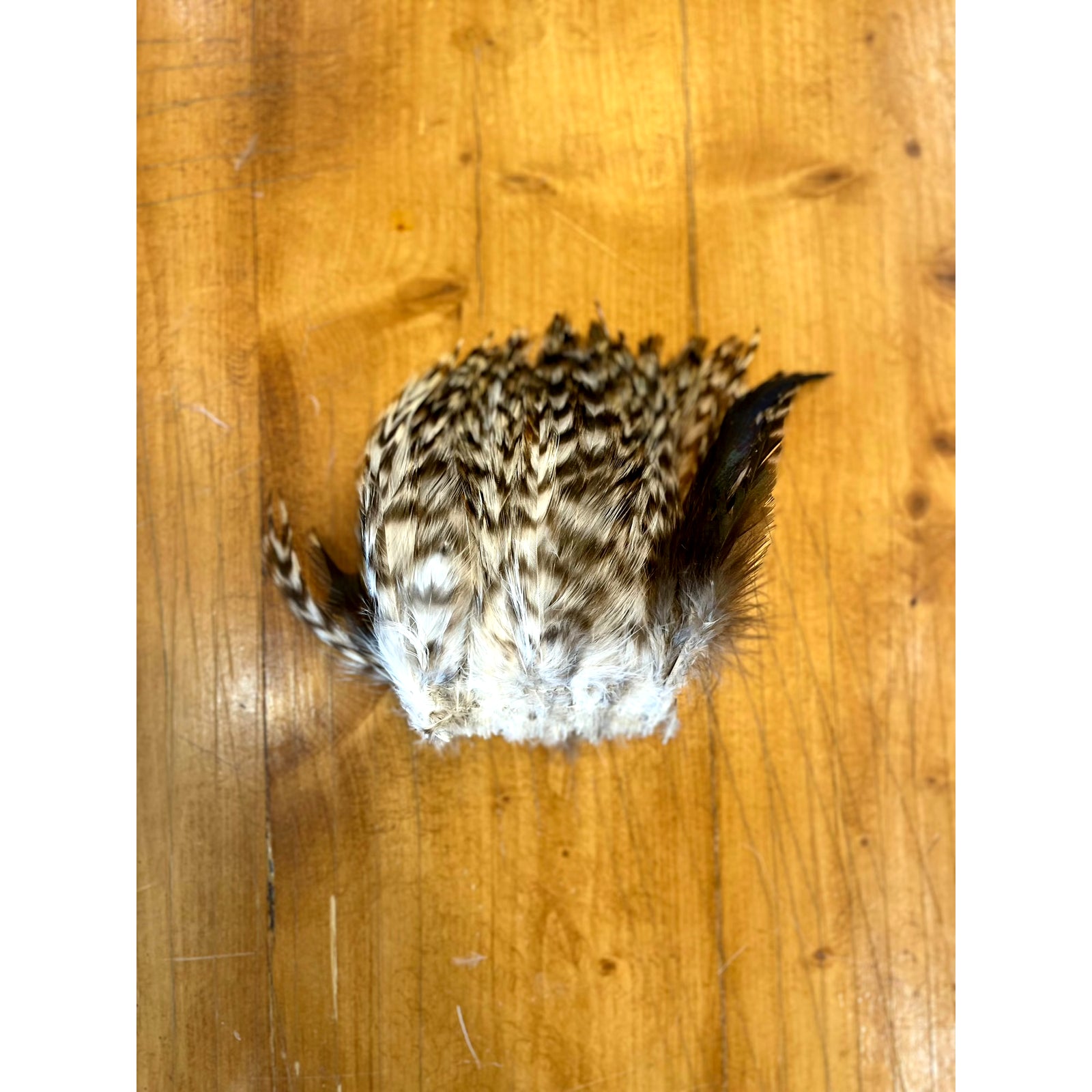 Natural barred neck hackle feathers for fly tying
