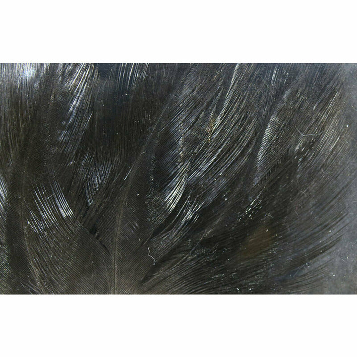 Coq De Leon Feathers