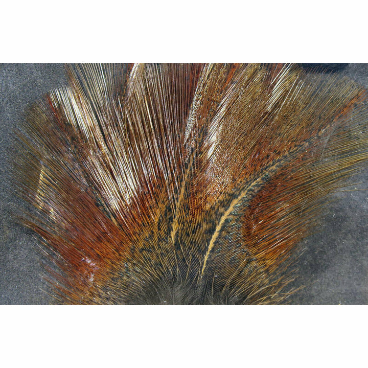 Coq De Leon Feathers