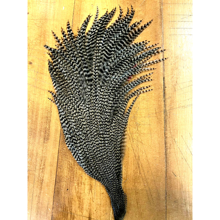 Black and white barred grizzly half cape feathers fanned on table