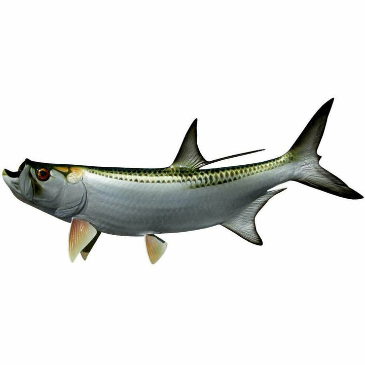 King sailfish Tarpon Mount