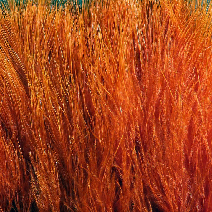 Macro shot of dense orange Marabou feather strands
