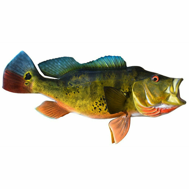 Dark olive-brown Peacock Bass mount with heavy black mottling