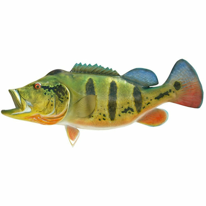 Dark olive Peacock Bass mount with thick black bands and vibrant red throat pigmentation