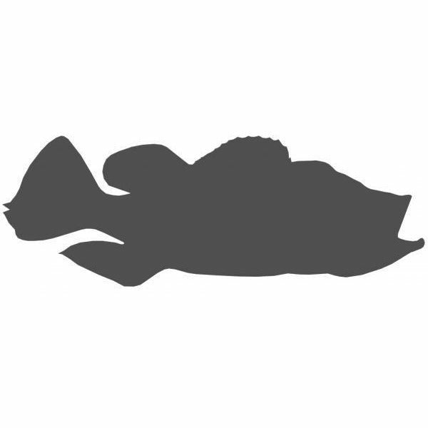 Side profile silhouette graphic of a Peacock Bass fish mount shape