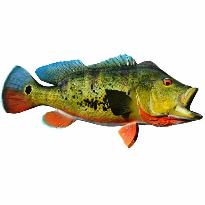 Detailed Peacock Bass taxidermy mount with glossy finish, blue dorsal, and orange-red tail