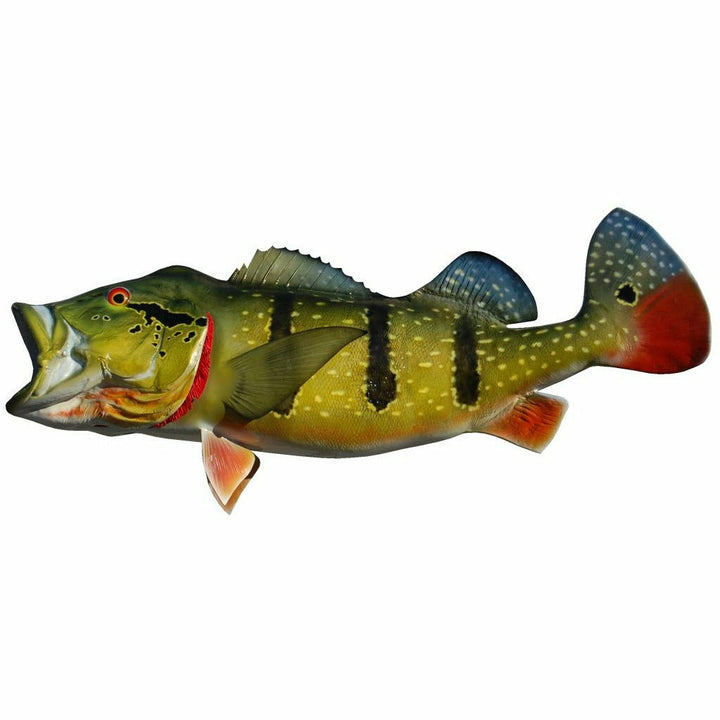 Olive and gold Peacock Bass mount with bright red jaw line and blue-tipped tail fin