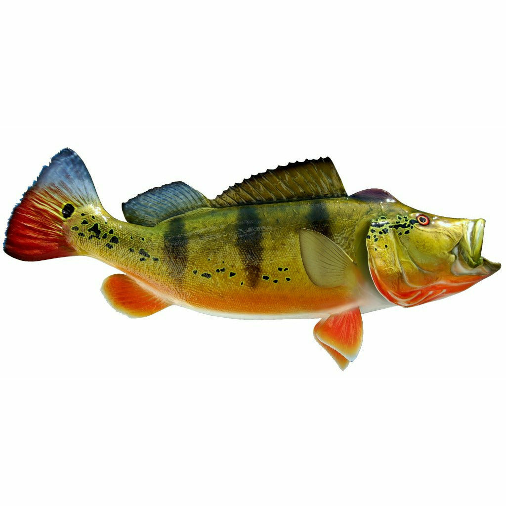 Peacock Bass taxidermy mount facing right with olive green body and vivid orange-red lower fins