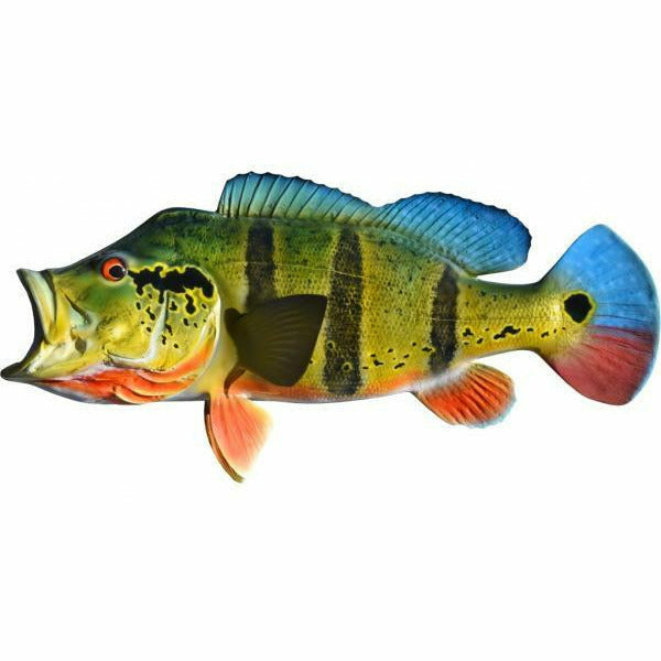 High-contrast Butterfly Peacock Bass mount with blue dorsal fin and heavy black striping
