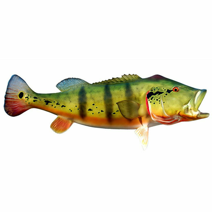 Lime-green Peacock Bass mount in feeding posture with distinct black tail eye-spot