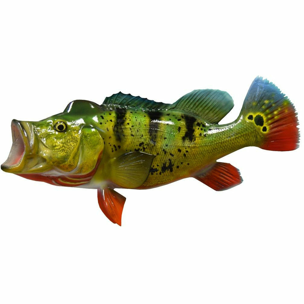 Preserved Butterfly Peacock Bass taxidermy mount with vibrant green, yellow, and red fins