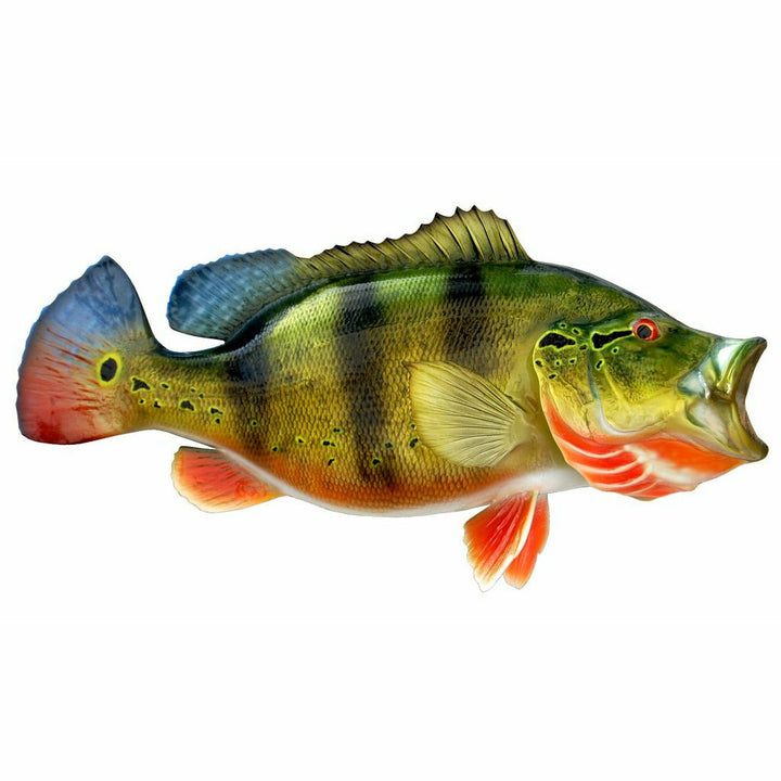 Peacock Bass mount with golden-yellow body, mask-like facial markings, and red-orange hues