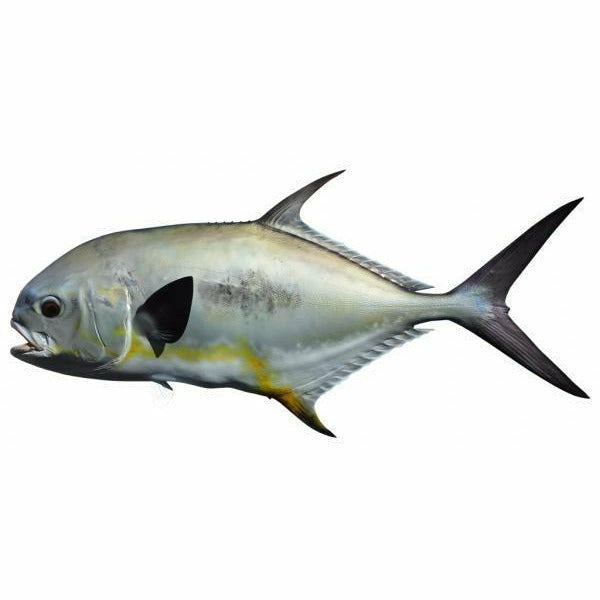 Permit fish mount illustration with black lateral spot and yellow fins