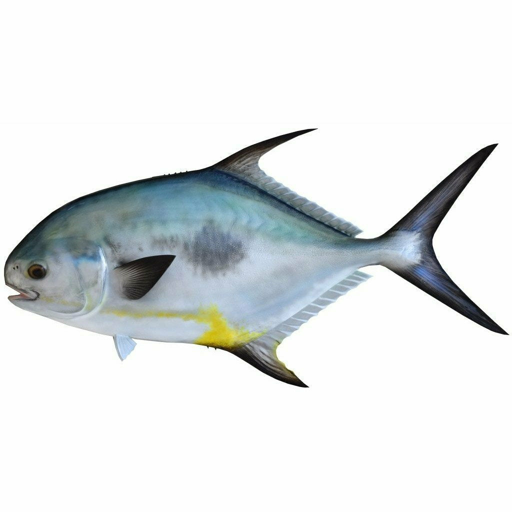 Metallic silver-blue Permit fish mount detail view