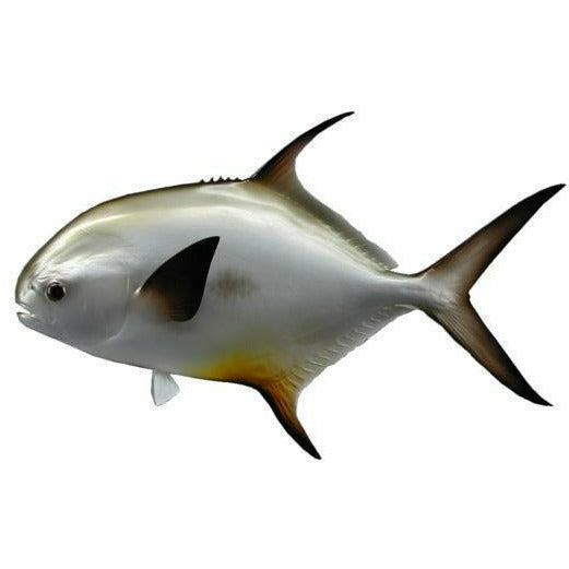 Reflective silver Permit fish mount with large black lateral spot