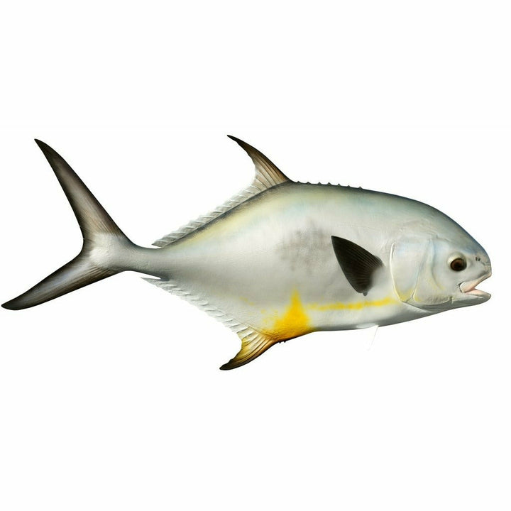 Permit or pompano fish illustration with yellow anal fin patch