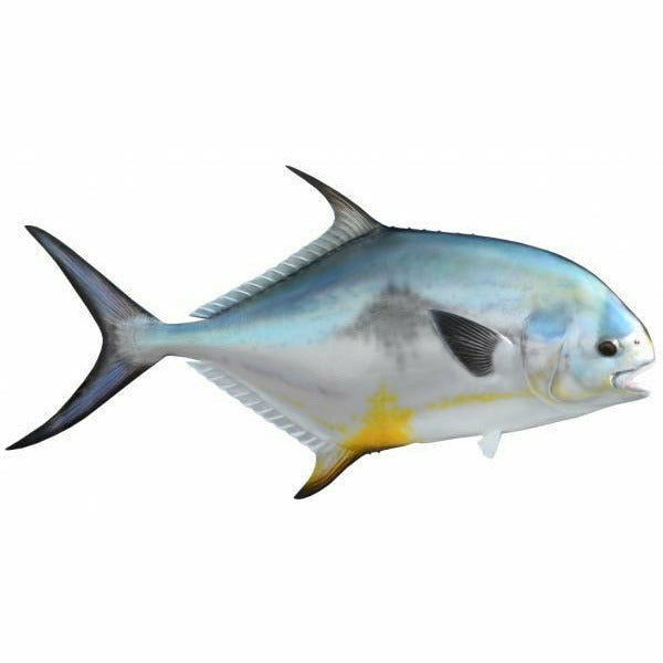 Vibrant yellow accent on blue-grey Permit fish mount