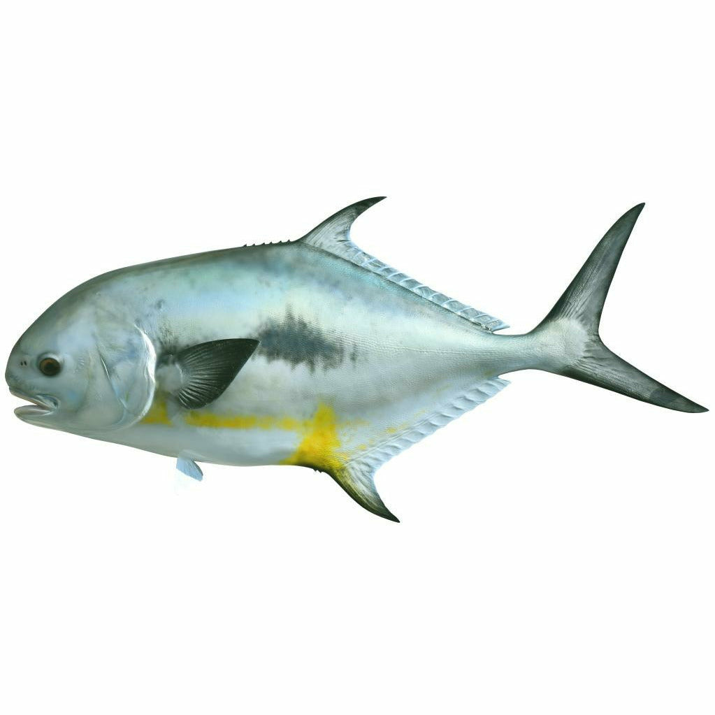 Metallic silver-blue Permit fish painting with yellow abdomen