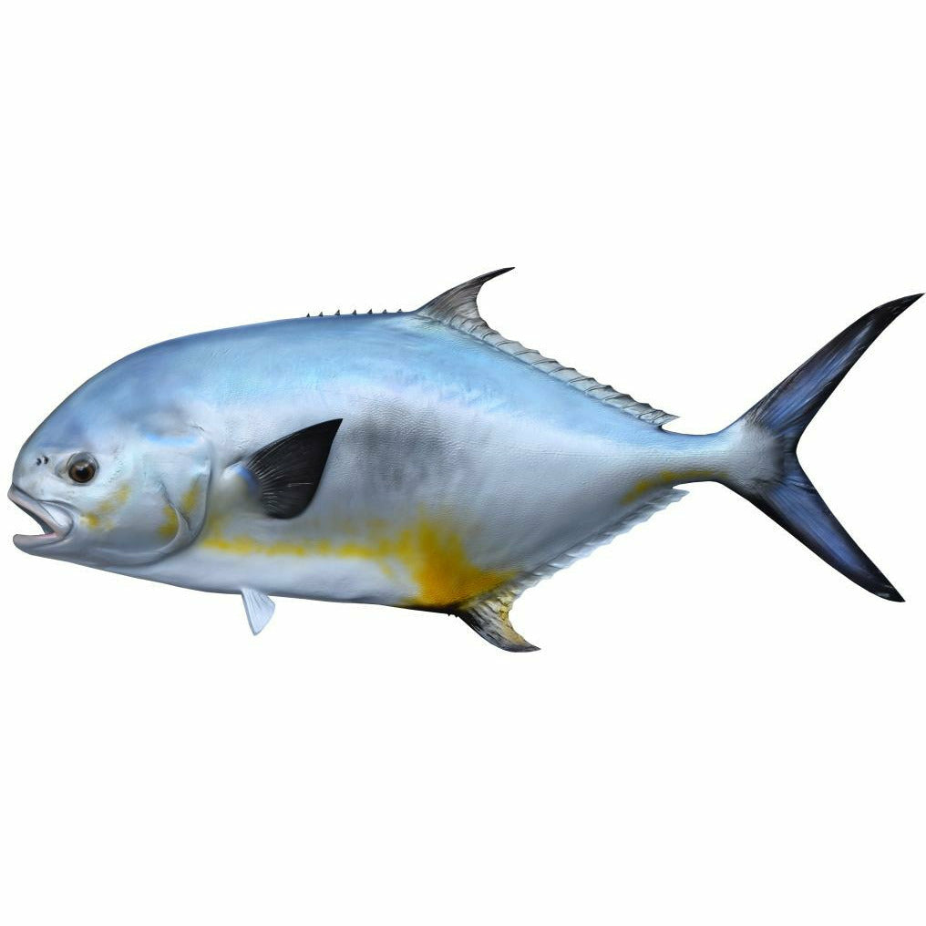 Metallic blue-silver permit profile with yellow flank band and dark tail