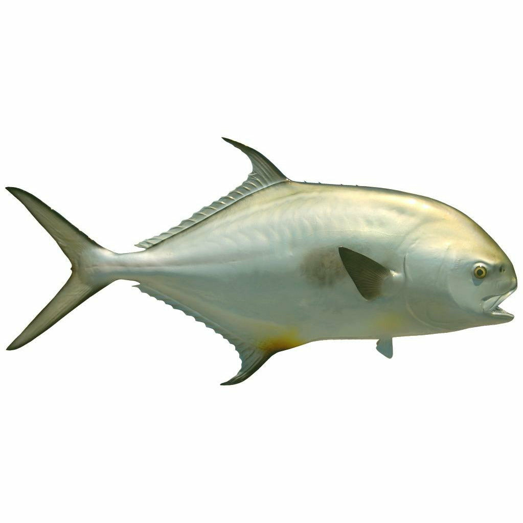 Smooth silvery-white Permit mount with golden eye detail
