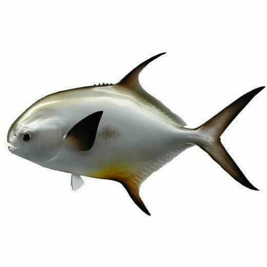 High-contrast digital permit illustration with brownish-orange fin tips