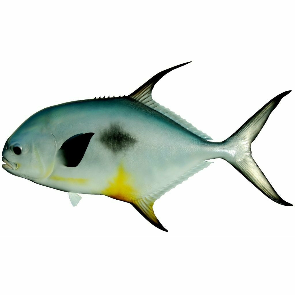 Vibrant iridescent permit fish art with bright yellow pelvic fins