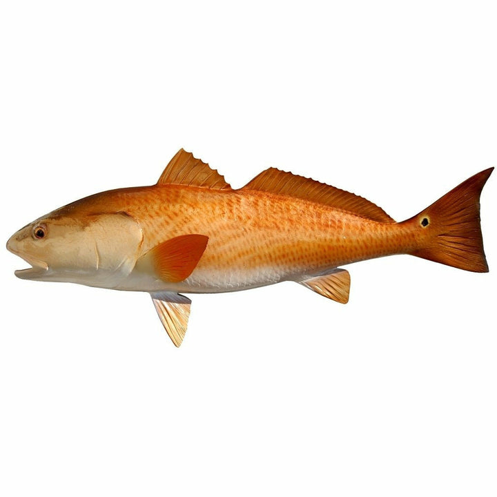 Robust Redfish mount with pale cream head and rich orange-red body