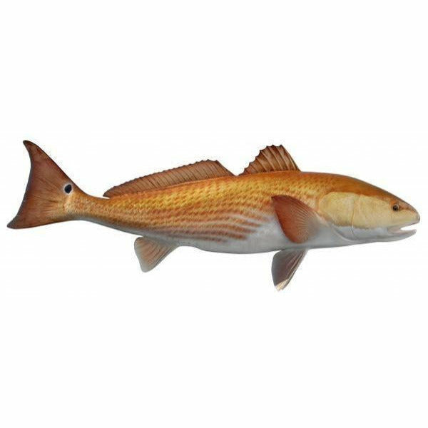 Gradient Redfish mount with creamy white underbelly and deep copper-red fins