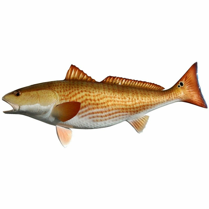 Close-up of Redfish mount highlighting yellowish-gold head and spiny dorsal fin