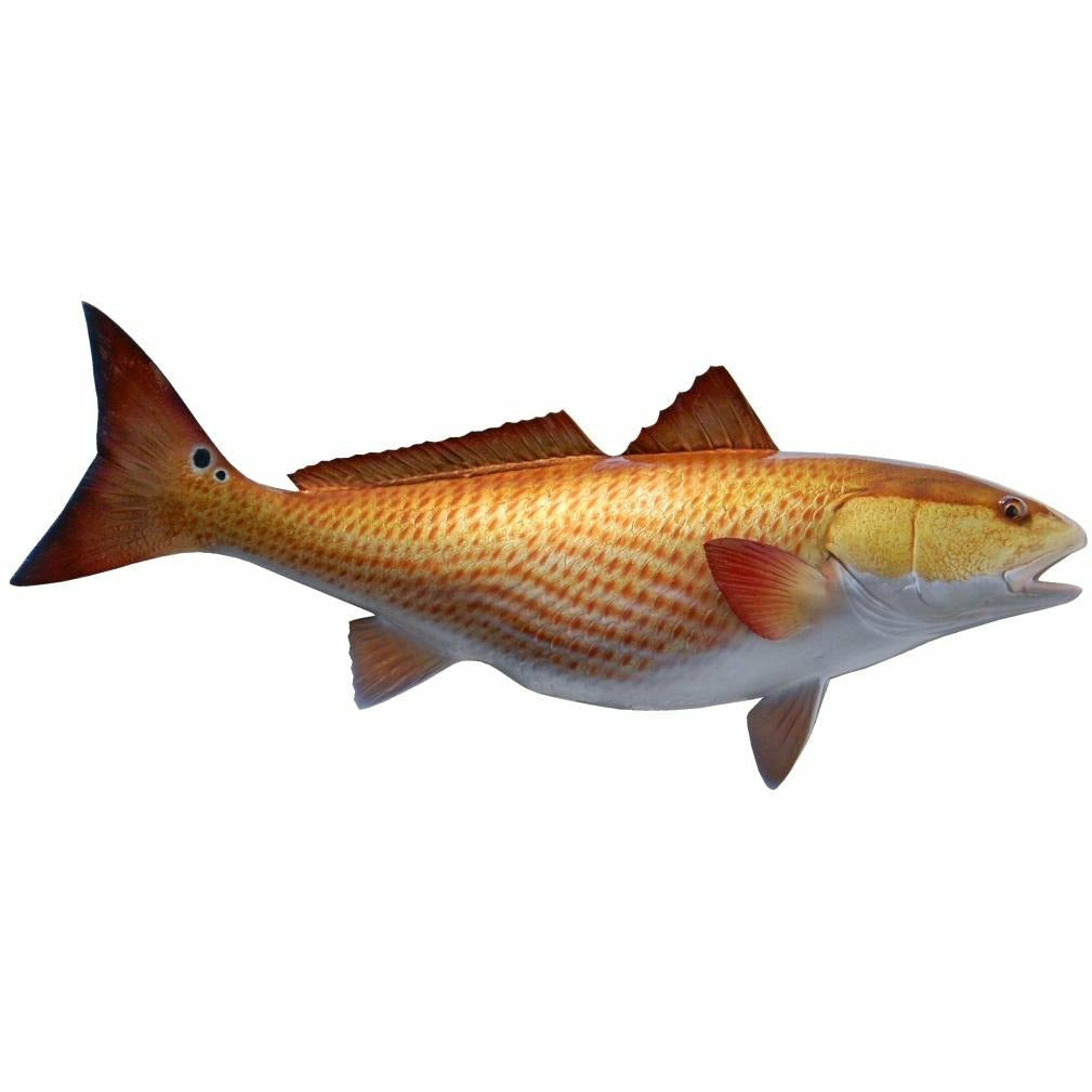 Detailed Redfish mount with erect serrated dorsal fin and two black tail spots