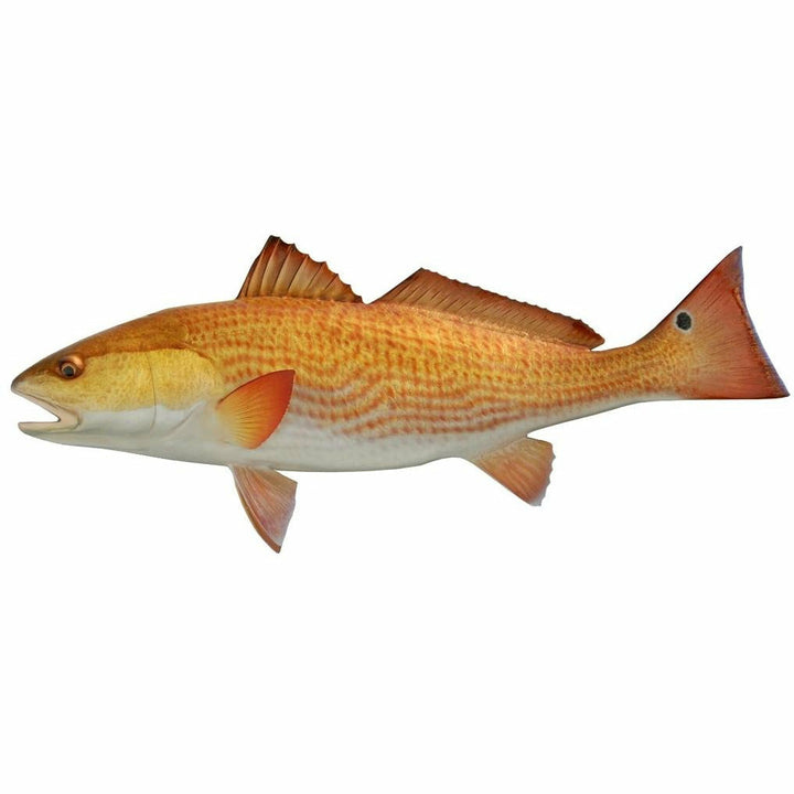 Vibrant Redfish mount with wavy horizontal red lines and serrated dorsal fin