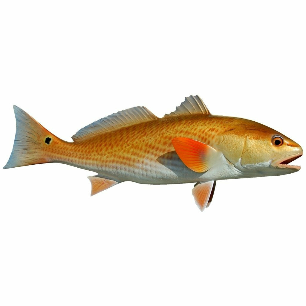 Airbrushed Redfish mount featuring bright orange pectoral fin and golden-ochre top
