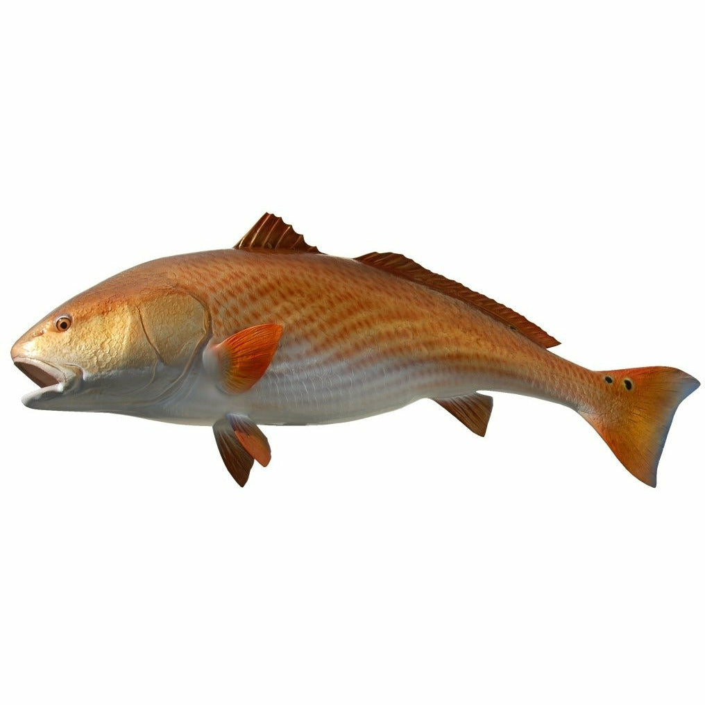 Taxidermy Redfish mount with coppery-red back, horizontal stripes, and black spots