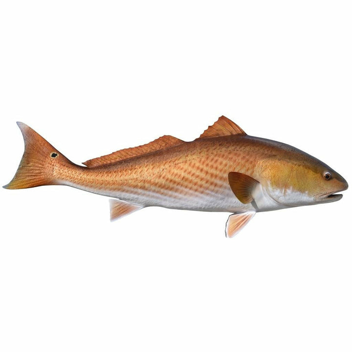 Rear view of Redfish mount showing striped orange flank and glossy painted finish