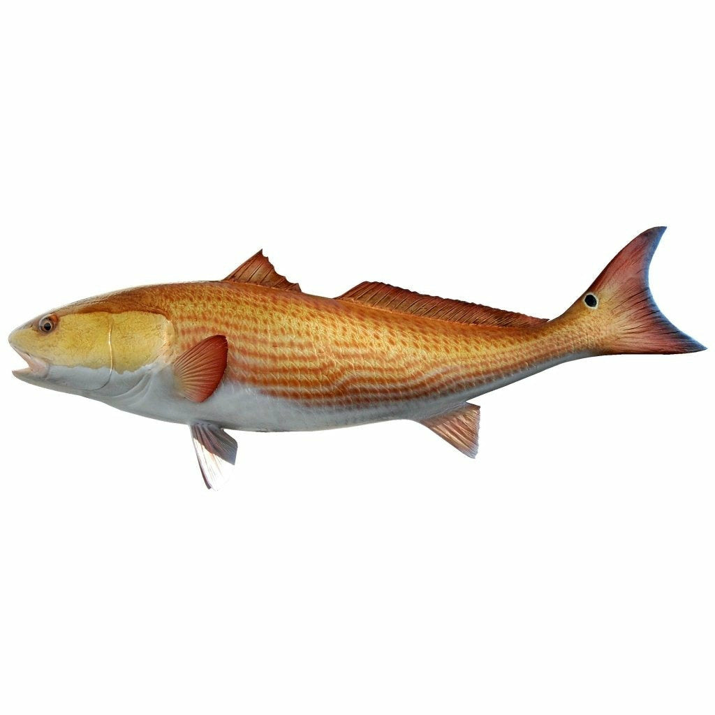 Golden-yellow Redfish mount transitioning to silver-white belly with red striations