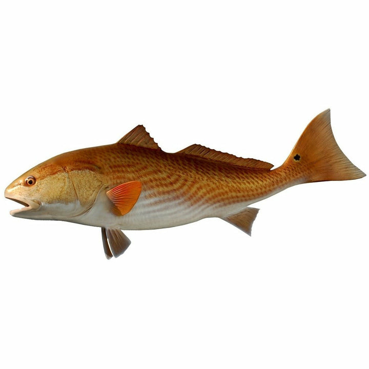 Bronze-red Redfish mount with open mouth and characteristic black tail spot