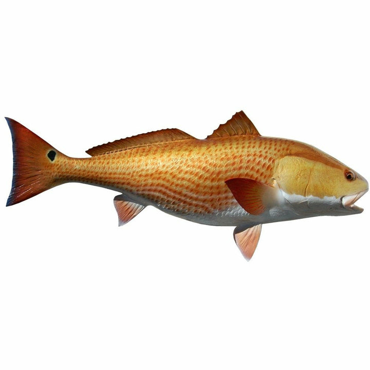 Hand-painted Redfish taxidermy mount with orange gold hues and red stripes