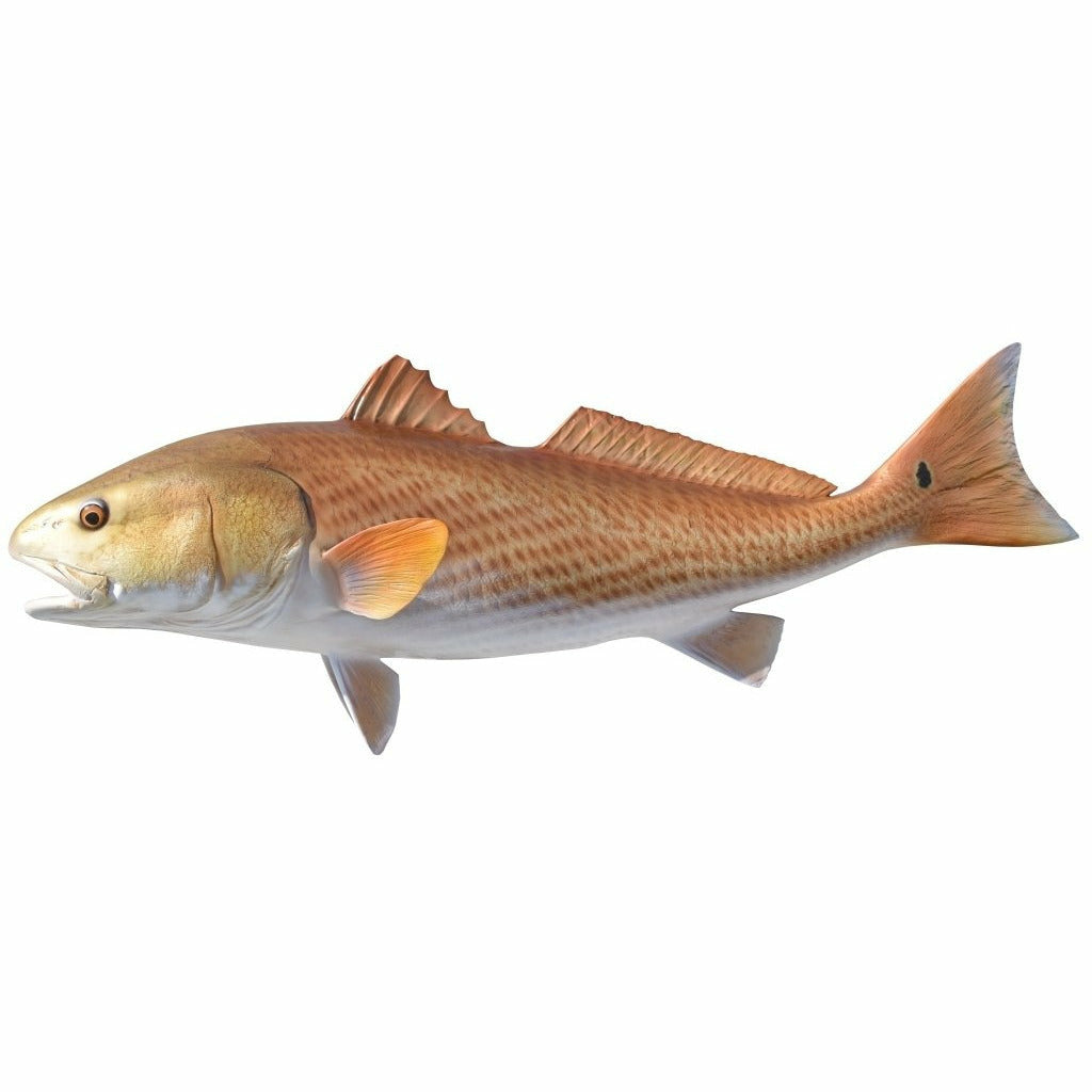 Realistic Redfish taxidermy mount facing left with golden-bronze body